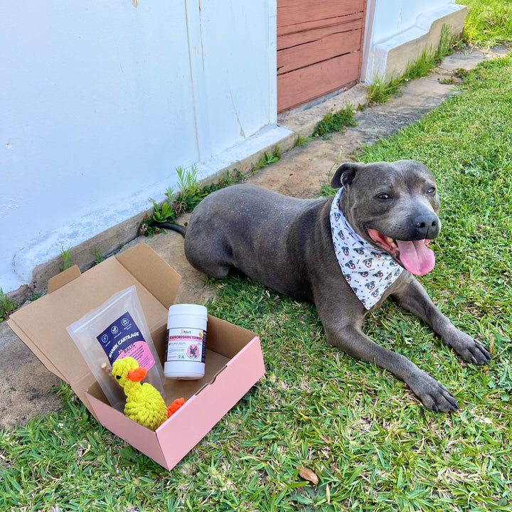 Staffy Health & Play Box